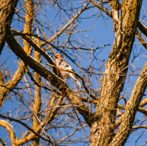 Eurasian Jay