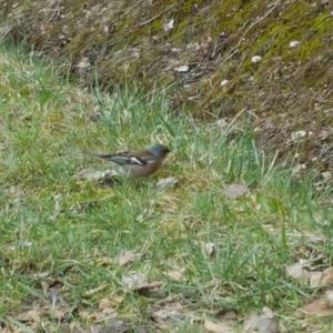 Eurasian Chaffinch