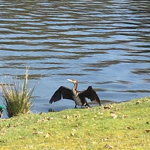 Great Cormorant