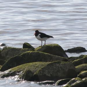 Eurasian Oystercatcher