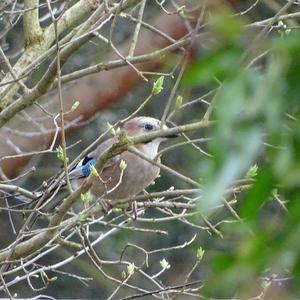 Eurasian Jay