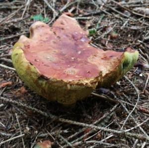 Bay Bolete