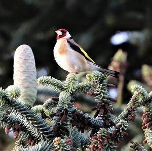 European Goldfinch