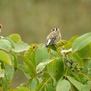 European Goldfinch