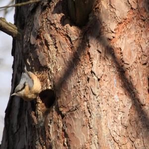 Wood Nuthatch