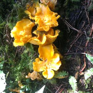 Chanterelle, Common