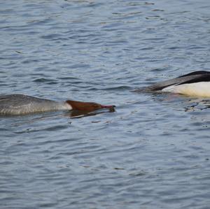 Common Merganser