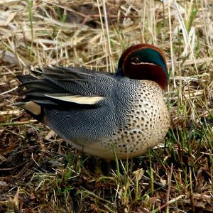 Common Teal