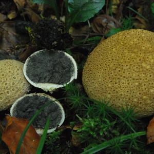 Pigskin Poison Puffball