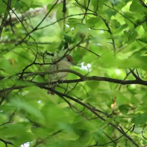 Blackcap