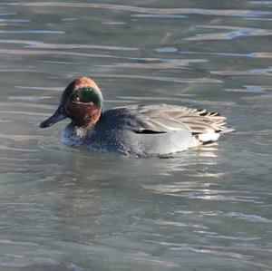 Common Teal