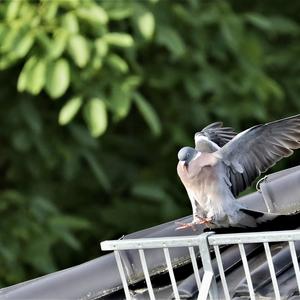 Common Wood-pigeon