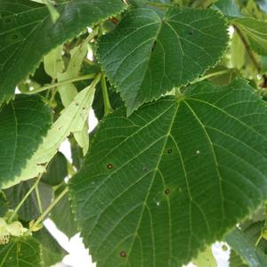 Unknown Species