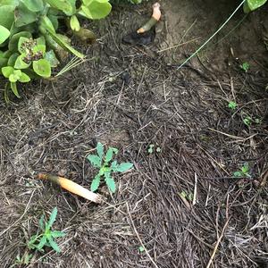 Dog Stinkhorn