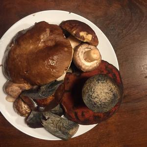 Dotted-stem Bolete