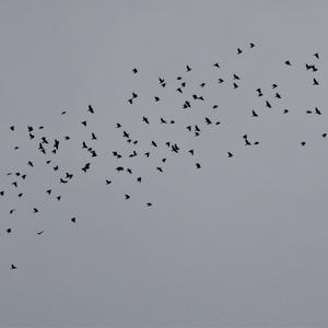 Eurasian Jackdaw