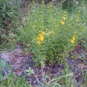 Creeping Jenny