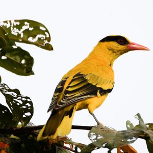 Black-naped Oriole