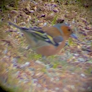 Eurasian Chaffinch