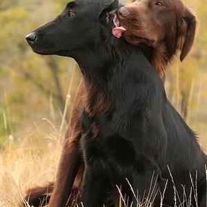 Retriever (Flat-Coated)