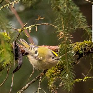 Goldcrest