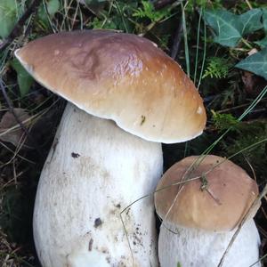 King Bolete