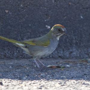 Green-tailed Towhee