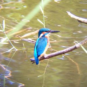 Common Kingfisher