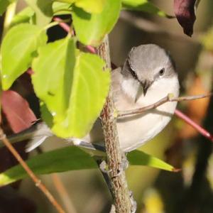 Lesser Whitethroat