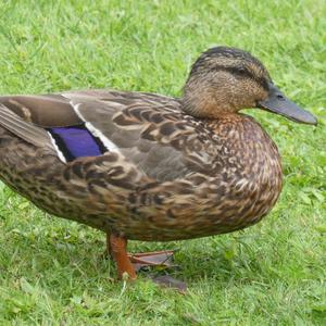 Mallard