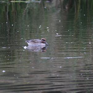 Common Teal