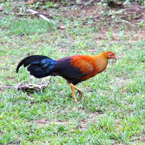 Sri Lanka Junglefowl