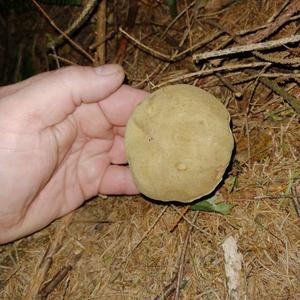 Yellow-cracked Bolete