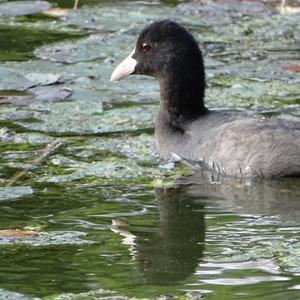 Common Coot