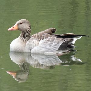 Greylag Goose