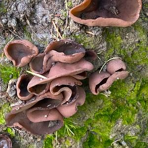 Orange Peel Fungus