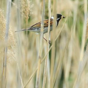 Reed Bunting