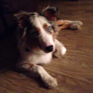 Australian Shepherd