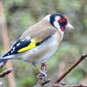 European Goldfinch