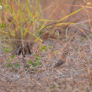 Lapland Longspur