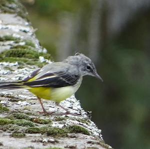 Yellow Wagtail