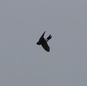 Northern House-martin