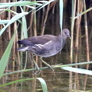 Common Moorhen