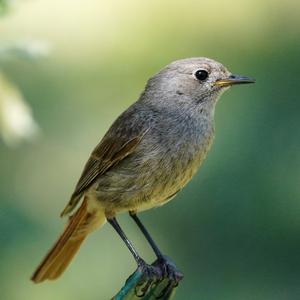 Black Redstart