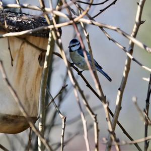 Blue Tit