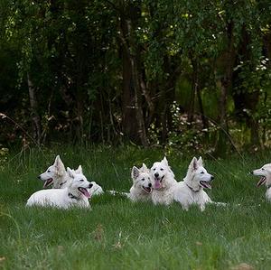 Berger Blanc Suisse