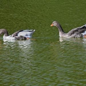 Greylag Goose