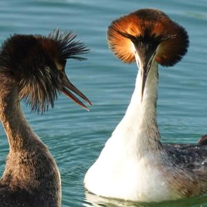 Great Crested Grebe