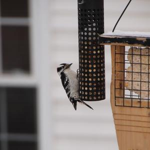 Downy Woodpecker