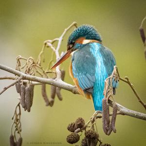 Common Kingfisher